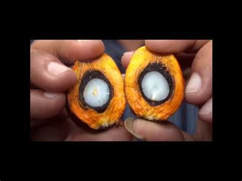 How Palm Oil Is Made Inside Factory Palm Oil Making Process Modern