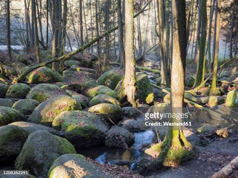 55 Upper Palatine Forest Stock Photos, High-Res Pictures, and Images ...