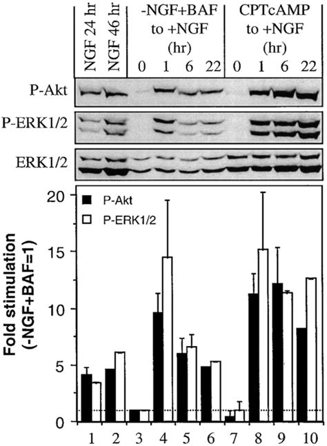 Ngf Induces Prolonged Phosphorylation Of Akt And Erk12 In