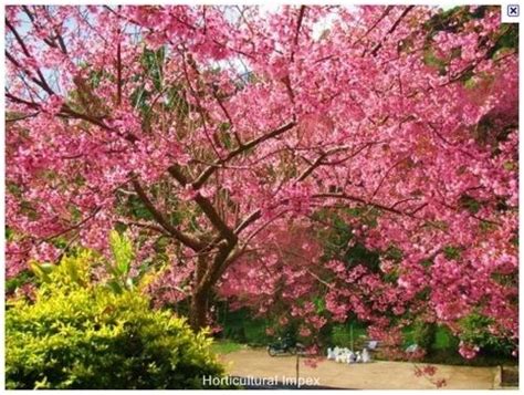 Prunus Cerasoides Seeds, For Germination, Packaging Type: Packet at best price in Dehradun