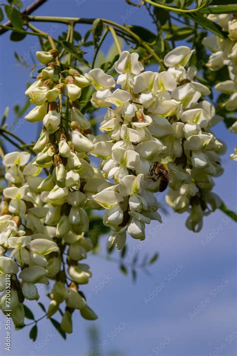 Abundant Flowering Acacia Branch Of Robinia Pseudoacacia False Acacia