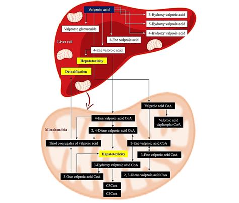 A Graphical Display Of Pharmacokinetic Pathways Of Valproic Acid VPA