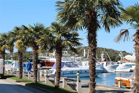 Free Images Tree Dock Boardwalk Walkway Vacation Marina