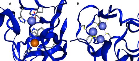 A The Active Site Of Cu Zn Superoxide Dismutase Pdb Entry Sod