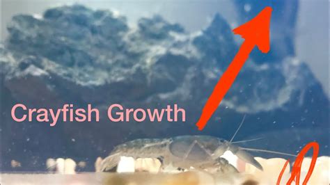 Crayfish Growth And Temperature How Fast Should Your Crayfish Be