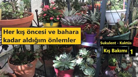 Echeveria Rhipsalis Sukulent Kaktüs kış öncesi ve kışın nasıl