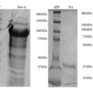 SDS PAGE Gel Slices Showing Overexpressed Solubility Tagged Lysyl