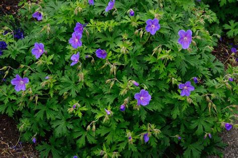 Geranium Himalayense 1radacina Planterra Ro Viata Pe Verde