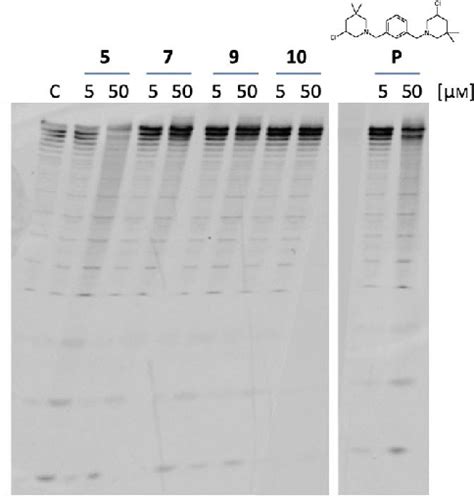 Denaturing Polyacrylamide Gel Showing Concentration Dependent Cleavage Download Scientific