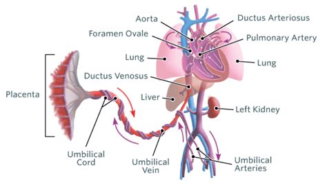 Diagram Of Fetal Heart Circulation