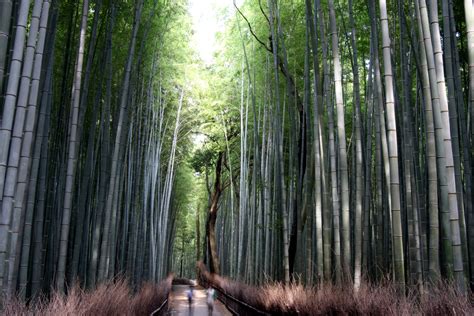 Ciekawe miejsca w Japonii bambusowy las w Arashiyama Kioto Byłem