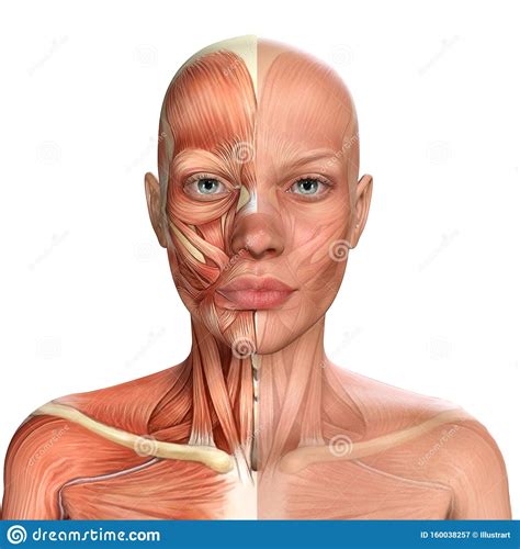 3d IlustraciÃ³n De La AnatomÃa De Los MÃºsculos Faciales Femeninos