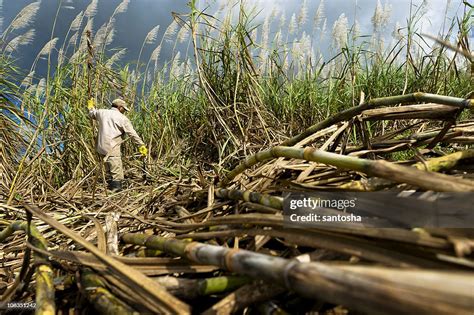 Harvesting Sugarcane High-Res Stock Photo - Getty Images