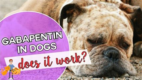 Gabapentin Side Effects in Dogs: What You Need to Know - Petsmartgo