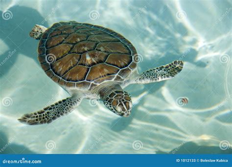 Swimming Tortoise Stock Photos - Image: 1012133