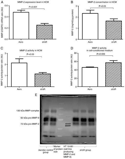 Mmp 2 Measurement A Mmp 2 Mrna Expression Normalized To The G6pd