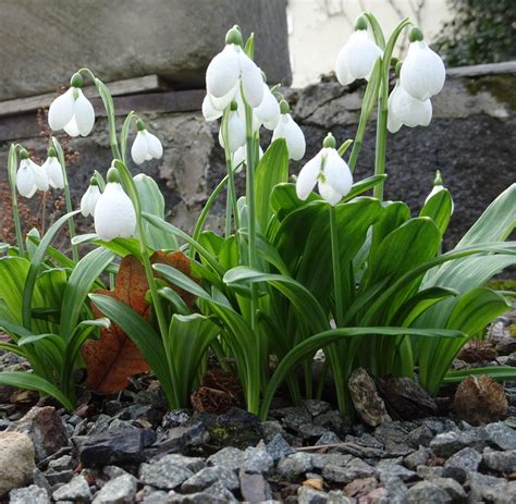 Snowdrop varieties worth growing in your garden