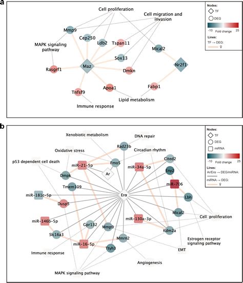 Sex Disparities In Non Small Cell Lung Cancer Mechanistic Insights