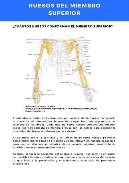 Huesos Del Miembro Superior Facilitando Tu Estudio Udocz