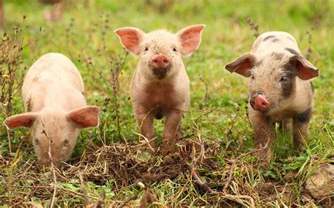 Urlaub Auf Dem Bauernhof Ferien Auf Dem Bauernhof Tiere Auf Dem