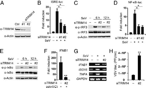 Knockdown Of TRIM14 Impairs The Cellular Antiviral Response A A549