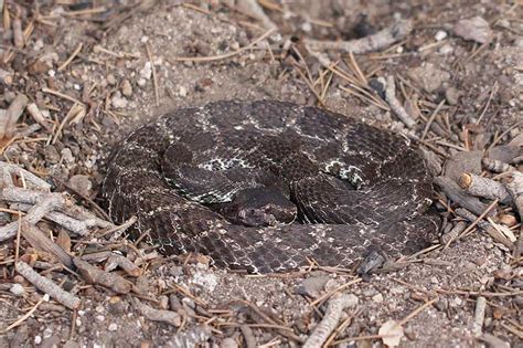 12 Types Of Rattlesnakes In California Pictures Reptile Jam