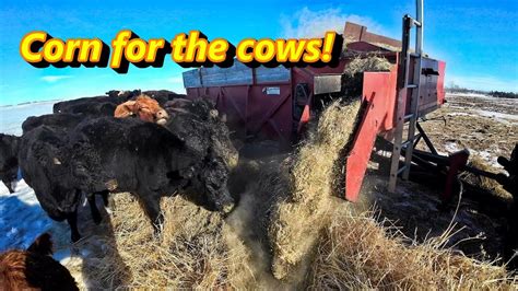 Corn For The Cows Roorda Chuckwagon YouTube