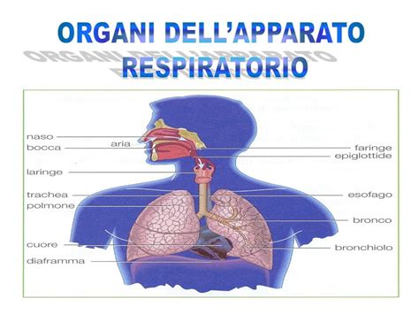 Apparato Respiratorio Riassunto Pagina Da Colorare