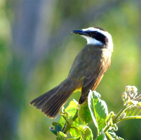 Foto Bem Te Vi Pitangus Sulphuratus Por Rafael Ross Wiki Aves A