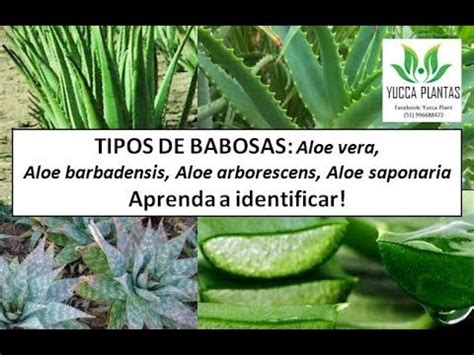 Tipos De Babosas Aloe Vera Aloe Saponaria Aloe Arborescens Youtube