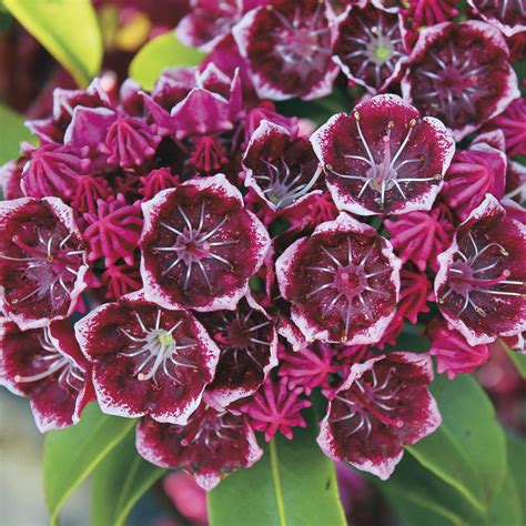 Keepsake Mountain Laurel Kalmia Latifolia Mountain Laurel Laurel Shrub