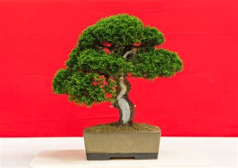 Come Curare Un Bonsai Ligustrum Mondo Bonsai