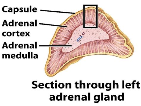 HISTOLOGIA DE LAS GLANDULAS SUPRARRENALES