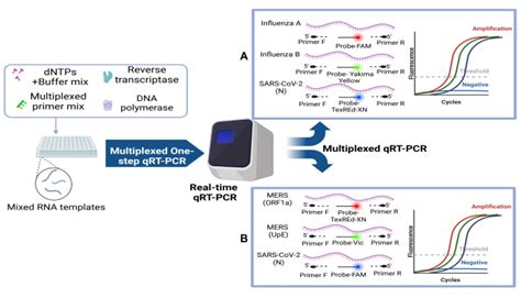 Development Of Multiplex Real Time Rt Qpcr Assays For The Detection Of