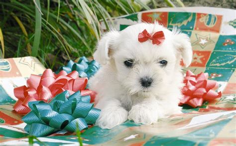 Filhote De Cachorro E Estrela Do Natal Imagem De Stock Imagem De