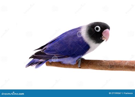 Violet Masked Lovebird Royalty Free Stock Photography - Image: 27199567