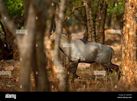 Sambar deer, Rusa unicolor, large animal, Indian subcontinent ...