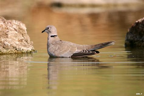 Swimming Pigeon Believe It Or Not I This Pigeon Can Swim Flickr