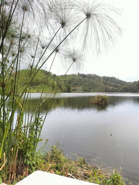 Moat Lake Goba stock photo. Image of plant, pond, river - 266969812