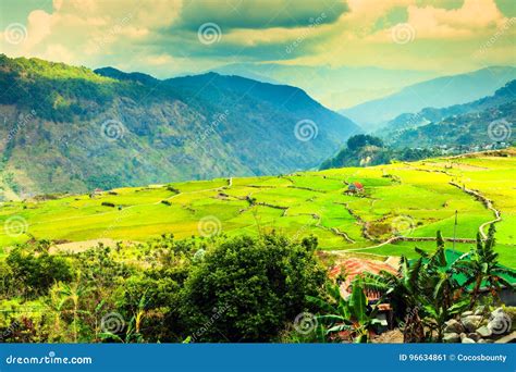 Vietnam Rice Paddy Field stock image. Image of hill, asia - 96634861