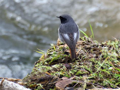 Black Redstart Bird Facts (Phoenicurus ochruros) | Birdfact