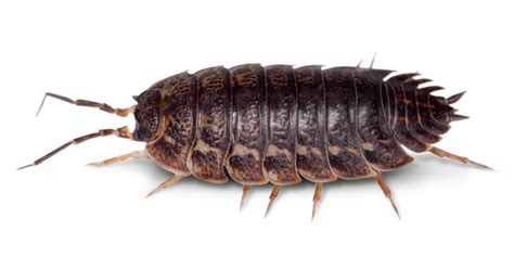 What Are Woodlice | How Do Woodlice Breathe | DK Find Out