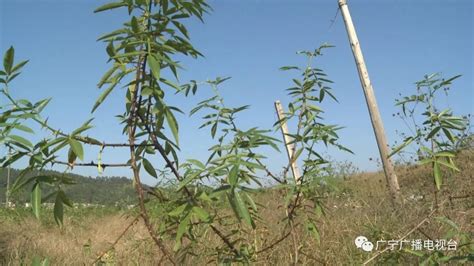 26亩小花椒变身“摇钱树” 带动红色村村民脱贫致富澎湃号·媒体澎湃新闻 The Paper