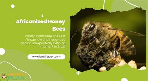 Africanized Honey Bees: The Killer Bee Invasion Of America - Farming Plan