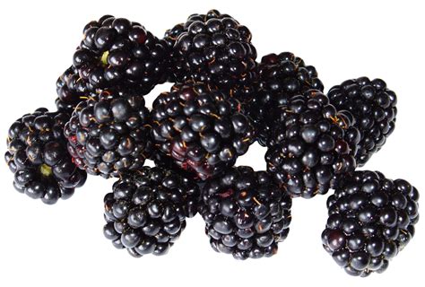 Blackberry Fruit PNG Image PurePNG Free Transparent CC0 PNG Image