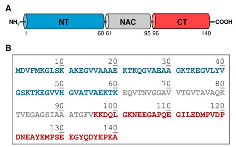 Domain Architecture A And Amino Acid Sequence B Of Human Syn Nt