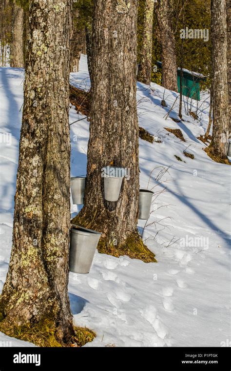 Maple Sap Collecting Hi Res Stock Photography And Images Alamy