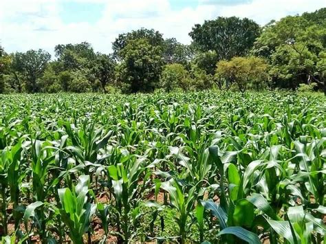 Climate Change Hitting Hard In Many Parts Of Northern Ghana Access Agric