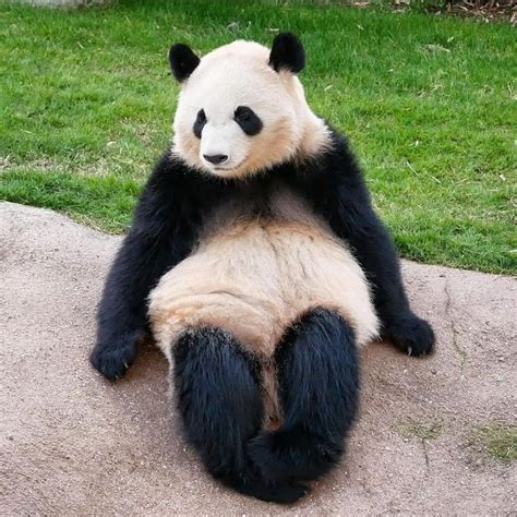 So Elegant Sitting 🥰 Panda Animals Beautiful Panda Love