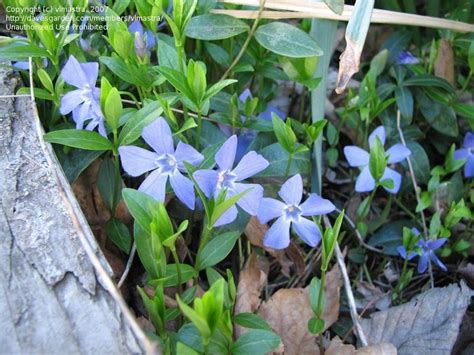 Plantfiles Pictures Vinca Species Common Periwinkle Creeping Myrtle